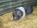 Animal Arks