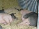 Animal Arks