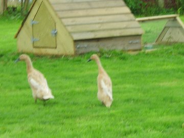 Animal ArksIndian Runner ducks